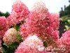 Hortenzija šluotelinė ,Living Pinky Promise' (lot. Hydrangea paniculata)